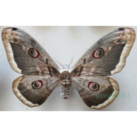 Saturnia pyri (Denis & Schiffermüller, 1775) female Pawica gruszówka ex. ovo Czech 99mm7